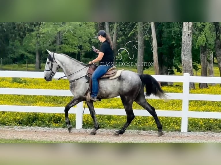 Tennessee walking horse Gelding 5 years 15 hh Grey in Lewisburg, TN
