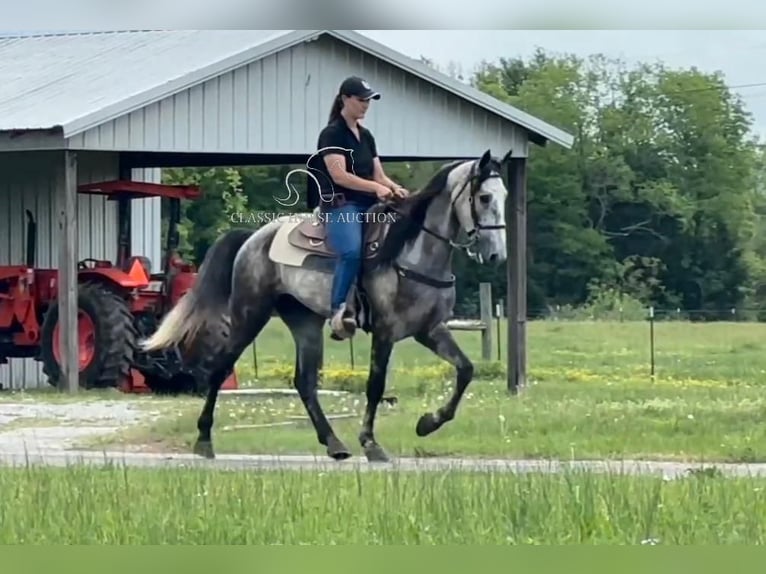Tennessee walking horse Gelding 5 years 15 hh Grey in Lewisburg, TN