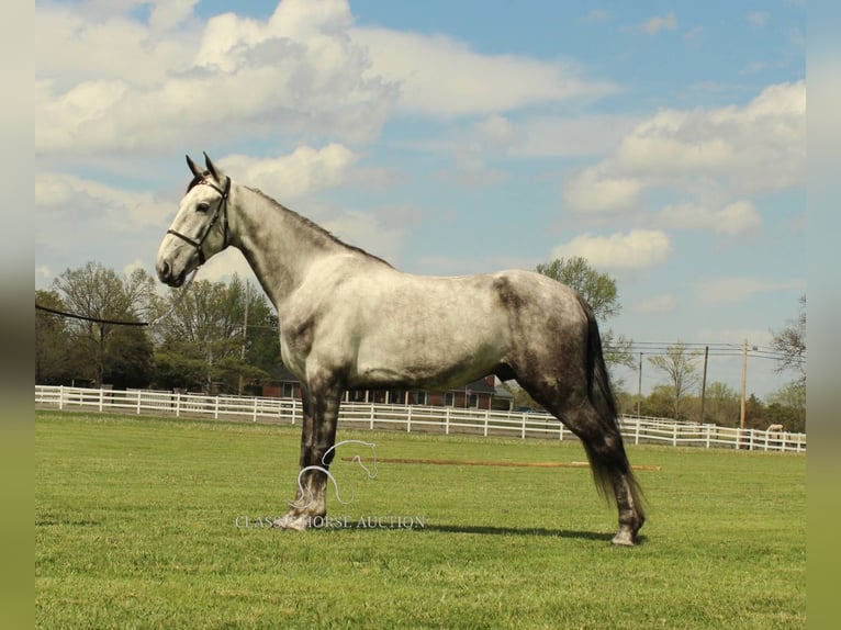 Tennessee walking horse Gelding 5 years 15 hh Grey in Lewisburg, TN