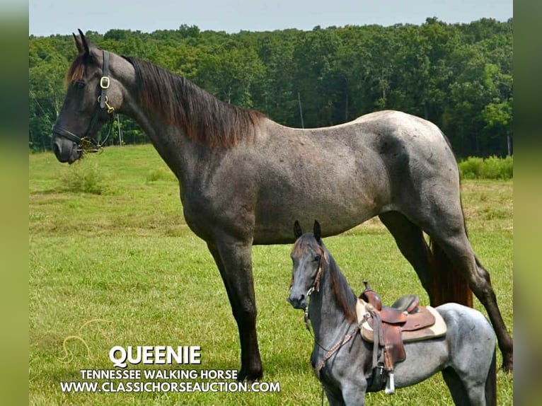 Tennessee walking horse Gelding 5 years 15 hh Roan-Blue in Park Hills,  MO