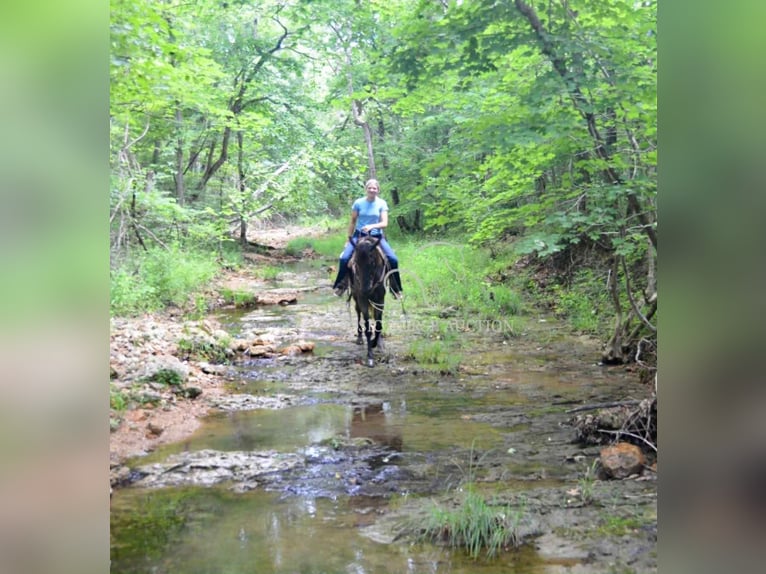 Tennessee walking horse Gelding 5 years 15 hh Roan-Blue in Park Hills,  MO