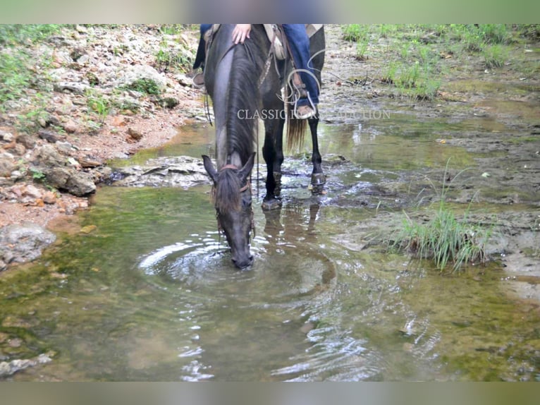 Tennessee walking horse Gelding 5 years 15 hh Roan-Blue in Park Hills,  MO