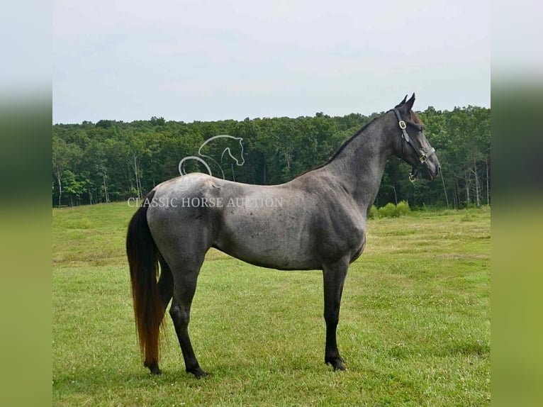 Tennessee walking horse Gelding 5 years 15 hh Roan-Blue in Park Hills,  MO