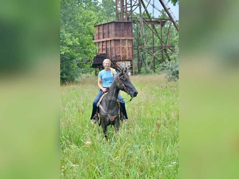 Tennessee walking horse Gelding 5 years 15 hh Roan-Blue in Park Hills,  MO