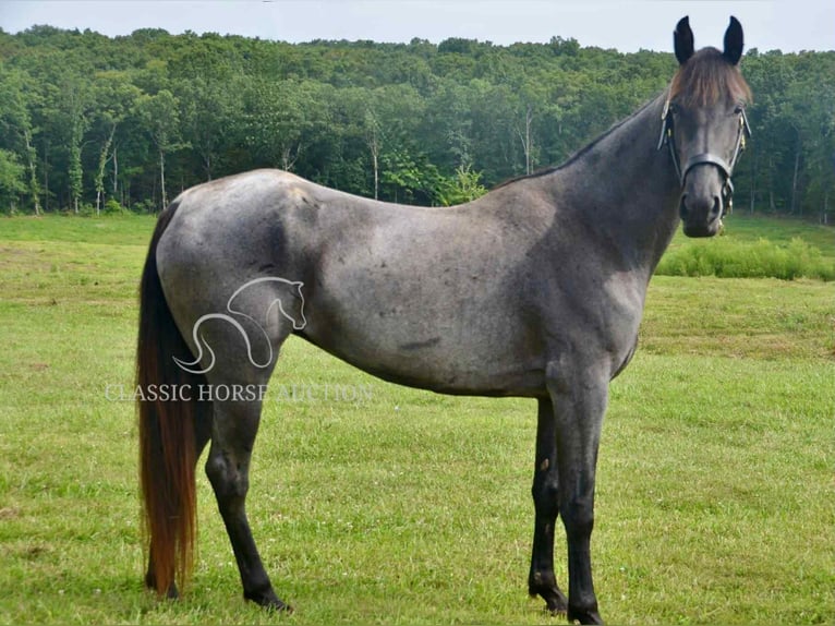 Tennessee walking horse Gelding 5 years 15 hh Roan-Blue in Park Hills,  MO