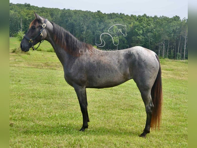 Tennessee walking horse Gelding 5 years 15 hh Roan-Blue in Park Hills,  MO