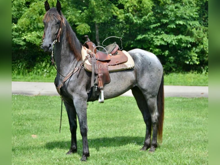 Tennessee walking horse Gelding 5 years 15 hh Roan-Blue in Park Hills,  MO