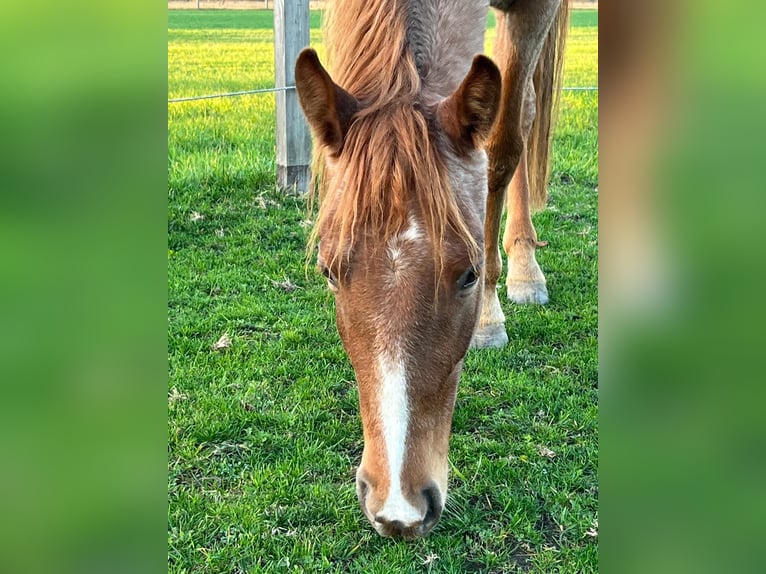 Tennessee walking horse Gelding 5 years 15 hh Roan-Red in Warszawa