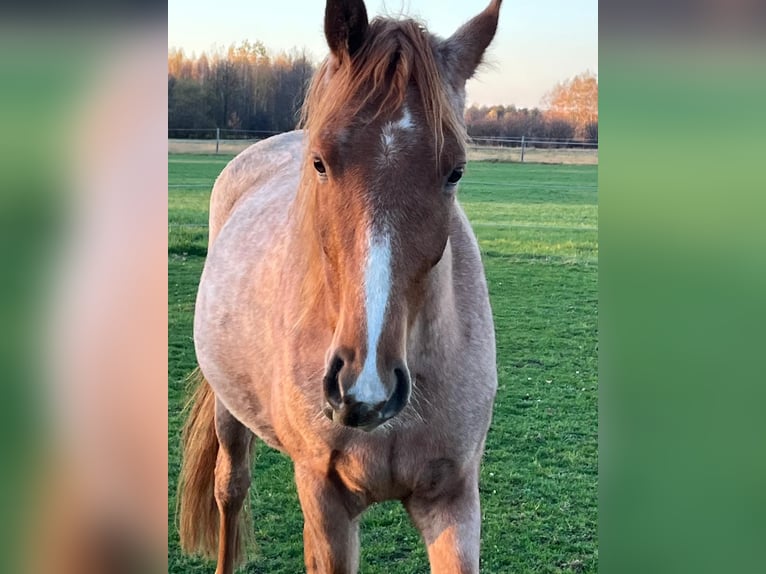 Tennessee walking horse Gelding 5 years 15 hh Roan-Red in Warszawa