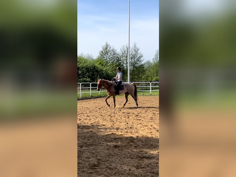 Tennessee walking horse Gelding 5 years 15 hh Roan-Red in Warszawa