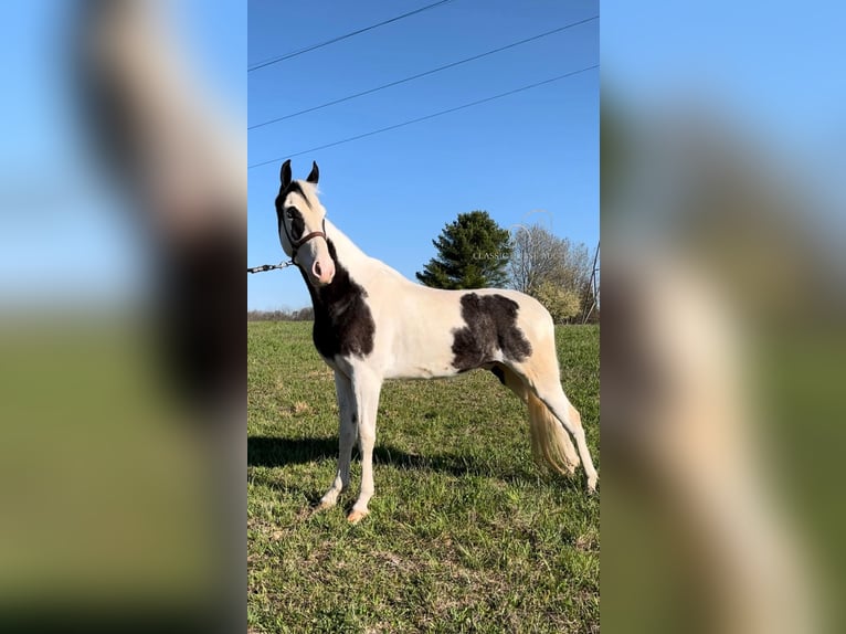 Tennessee walking horse Gelding 5 years 15 hh Tobiano-all-colors in Gruetli Laager, TN
