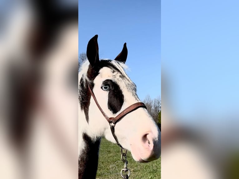 Tennessee walking horse Gelding 5 years 15 hh Tobiano-all-colors in Gruetli Laager, TN