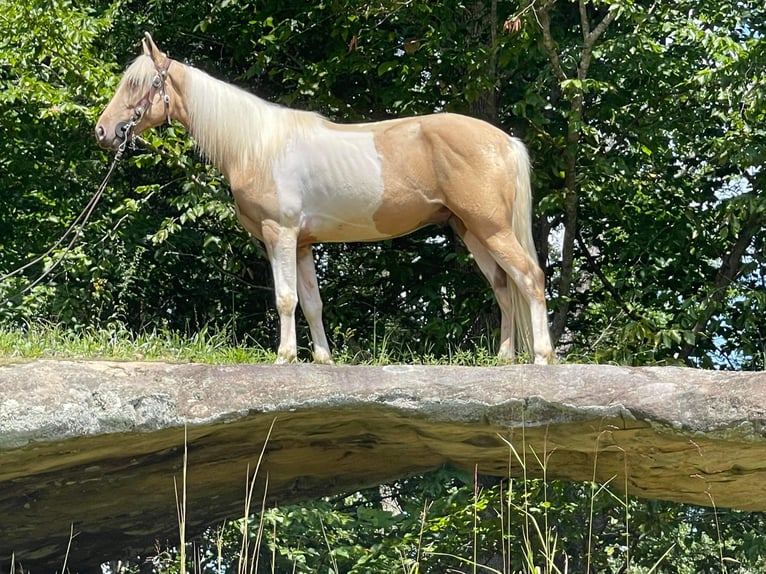 Tennessee walking horse Gelding 5 years 15 hh Tobiano-all-colors in Whitley City