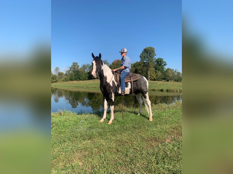 Tennessee walking horse Gelding 5 years 15 hh Tobiano-all-colors in Blaine, KY