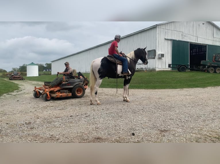 Tennessee walking horse Gelding 5 years 15 hh Tobiano-all-colors in Blaine, KY