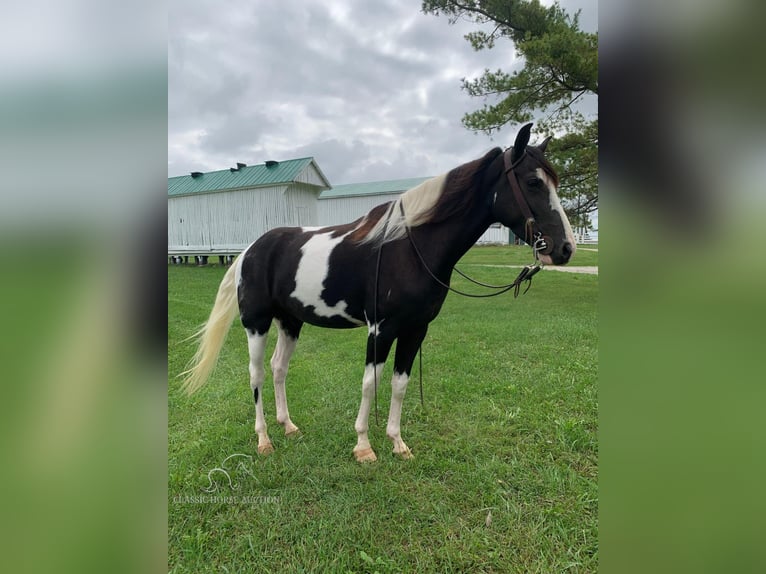 Tennessee walking horse Gelding 5 years 15 hh Tobiano-all-colors in Blaine, KY