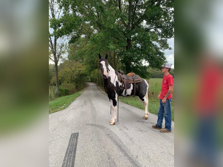 Tennessee walking horse Gelding 5 years 15 hh Tobiano-all-colors in Blaine, KY
