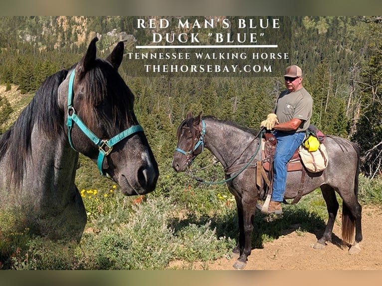 Tennessee walking horse Gelding 5 years Roan-Blue in Lander, WY