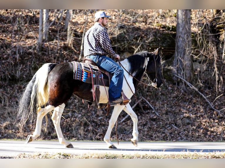 Tennessee walking horse Gelding 5 years Tobiano-all-colors in Cleveland Tn