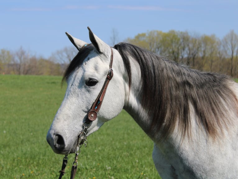 Tennessee walking horse Gelding 6 years 14 hh Grey in Mount Vernon, KY