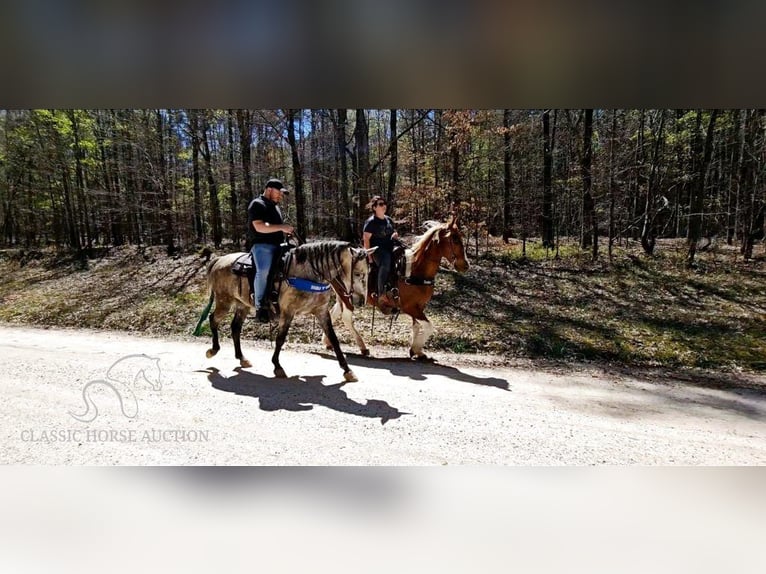 Tennessee walking horse Gelding 6 years 14 hh Grey in Gillsville, GA