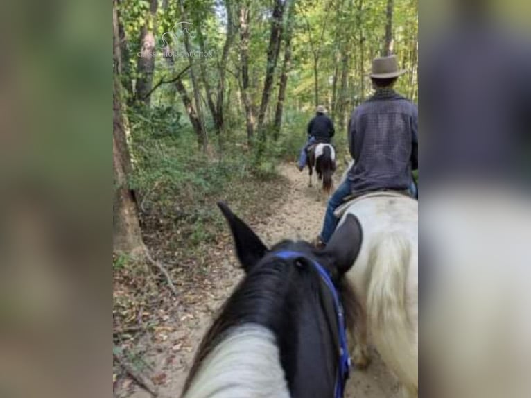 Tennessee walking horse Gelding 6 years 14 hh Tobiano-all-colors in Manchester,MI