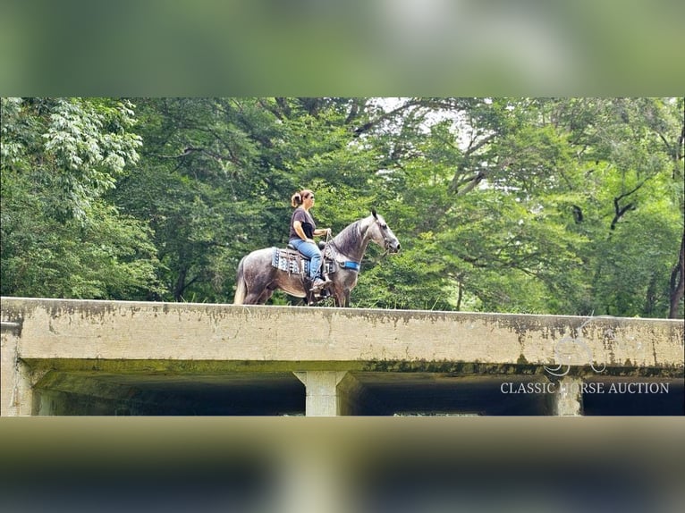 Tennessee walking horse Gelding 6 years 14 hh in Gillsville, GA