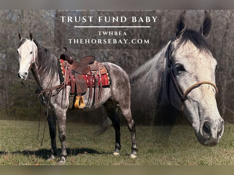 Tennessee walking horse Gelding 6 years 15.2 hh  in Parkers Lake, KY