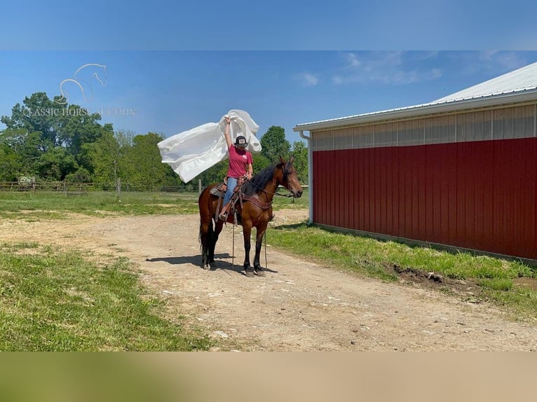 Tennessee walking horse Gelding 6 years 15 hh Bay in Moscow, OHIO