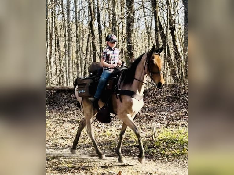 Tennessee walking horse Gelding 6 years 15 hh Bay in Lewisburg, tn