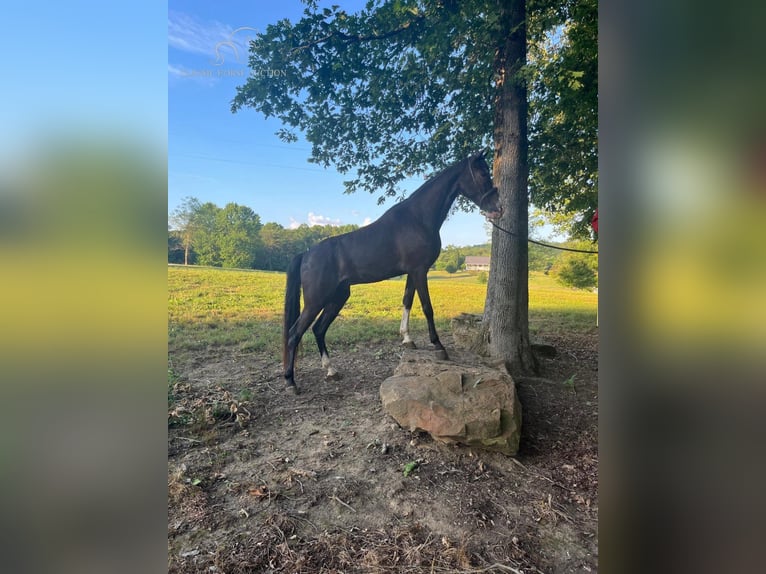 Tennessee walking horse Gelding 6 years 15 hh Black in Gruetli Laager, TN