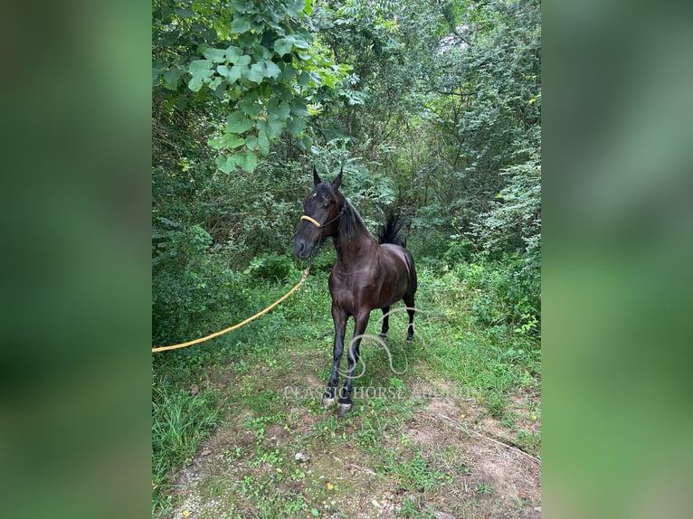 Tennessee walking horse Gelding 6 years 15 hh Black in Pine Knot, KY