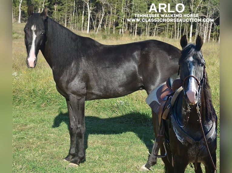 Tennessee walking horse Gelding 6 years 15 hh Black in Park Hills, MO