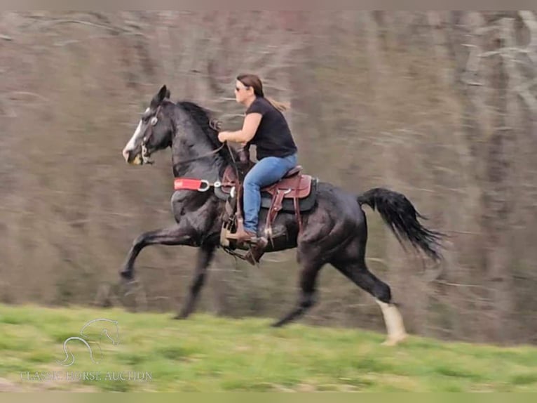 Tennessee walking horse Gelding 6 years 15 hh Black in Otis Orchards, WA