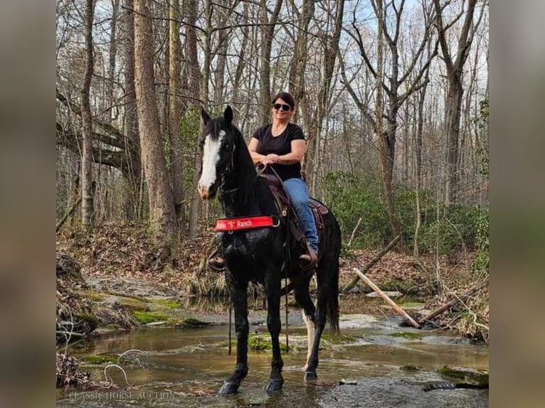 Tennessee walking horse Gelding 6 years 15 hh Black in Otis Orchards, WA