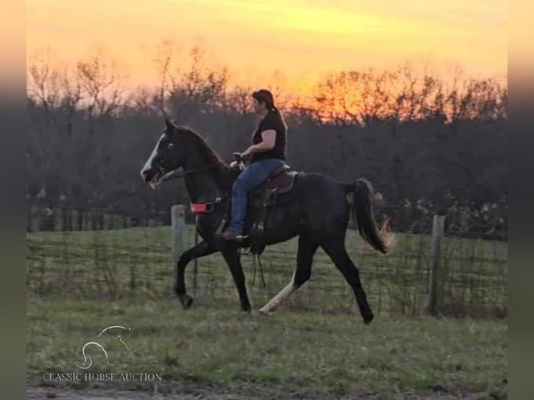 Tennessee walking horse Gelding 6 years 15 hh Black in Otis Orchards, WA