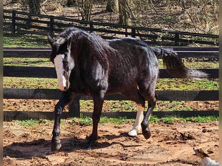 Tennessee walking horse Gelding 6 years 15 hh Black in Otis Orchards, WA