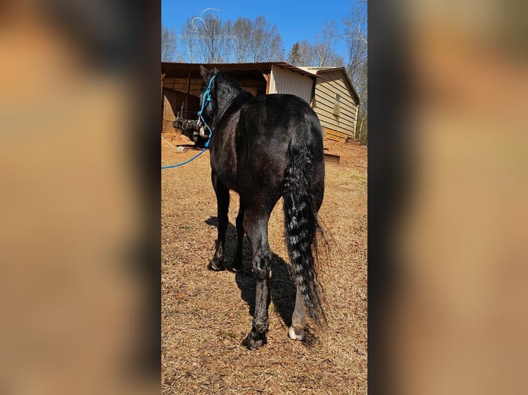 Tennessee walking horse Gelding 6 years 15 hh Black in Otis Orchards, WA