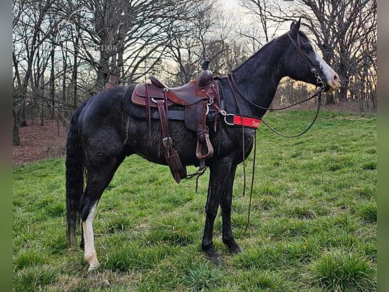 Tennessee walking horse Gelding 6 years 15 hh Black in Otis Orchards, WA