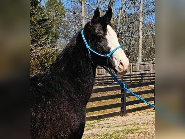 Tennessee walking horse Gelding 6 years 15 hh Black in Otis Orchards, WA