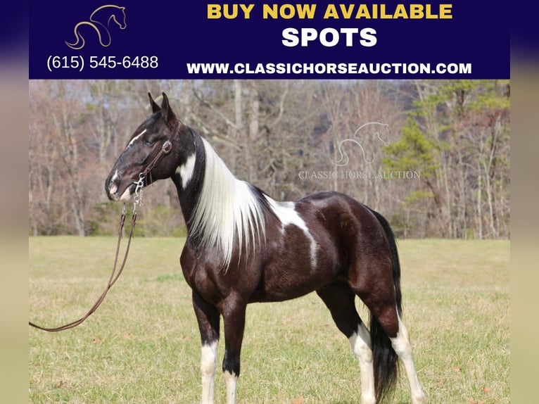 Tennessee walking horse Gelding 6 years 15 hh Black in Whitley Cityky