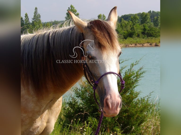 Tennessee walking horse Gelding 6 years 15 hh Buckskin in Syracuse, IN