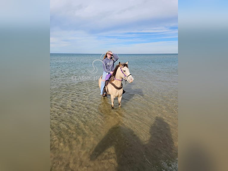 Tennessee walking horse Gelding 6 years 15 hh Buckskin in Syracuse, IN