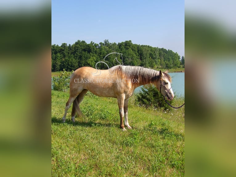 Tennessee walking horse Gelding 6 years 15 hh Buckskin in Syracuse, IN