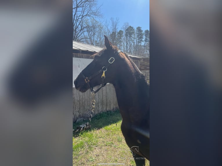 Tennessee walking horse Gelding 6 years 15 hh in Kannapolis, NC