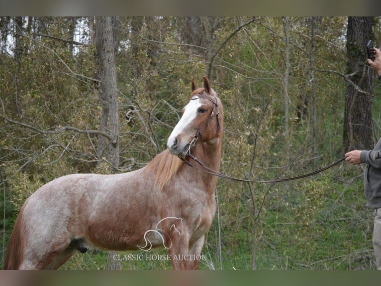 Tennessee walking horse Gelding 6 years 15 hh in Hustonville, ky