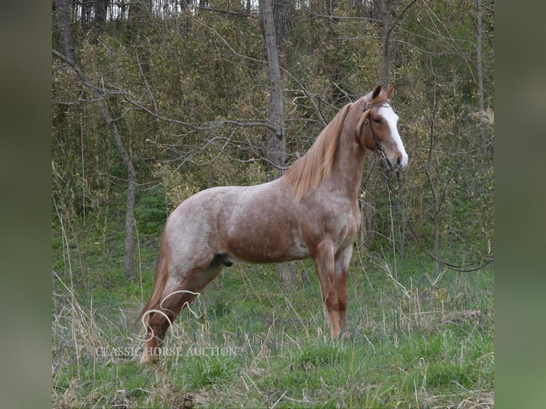Tennessee walking horse Gelding 6 years 15 hh in Hustonville, ky