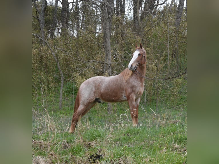 Tennessee walking horse Gelding 6 years 15 hh in Hustonville, ky