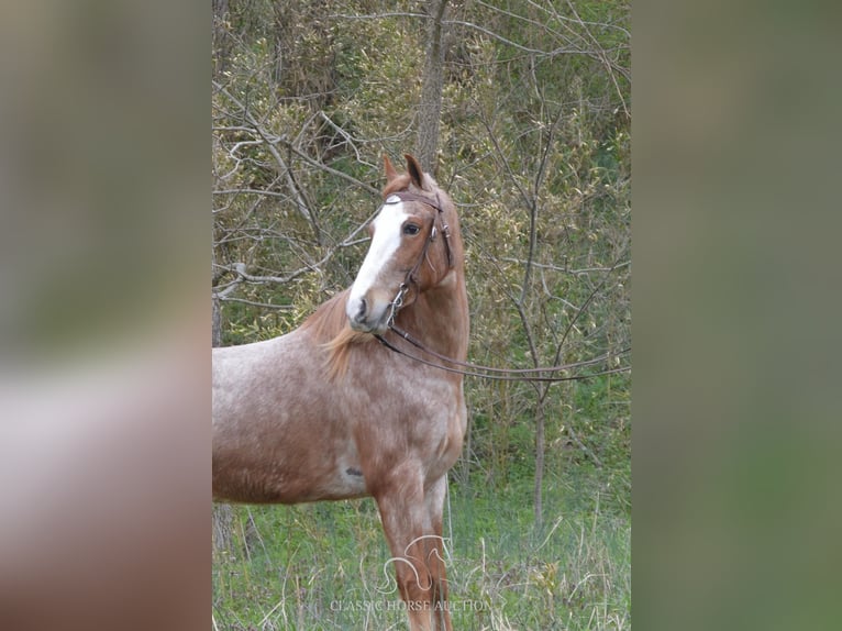 Tennessee walking horse Gelding 6 years 15 hh in Hustonville, ky