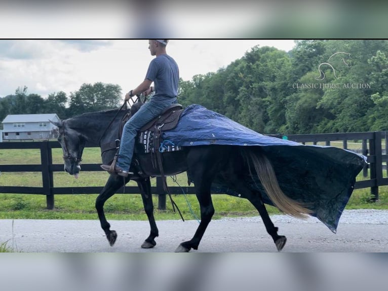 Tennessee walking horse Gelding 6 years 15 hh Gray in Salt Lick, KY